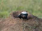 Ratel, aka honey badger, in burrow, Serengeti National Park, Tanzania, Africa Botanical Print